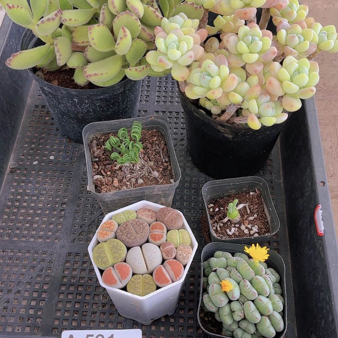 多肉591多肉植物