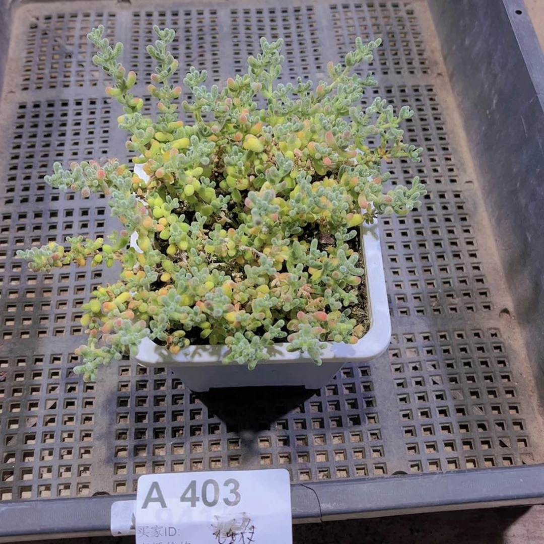 多肉403多肉植物
