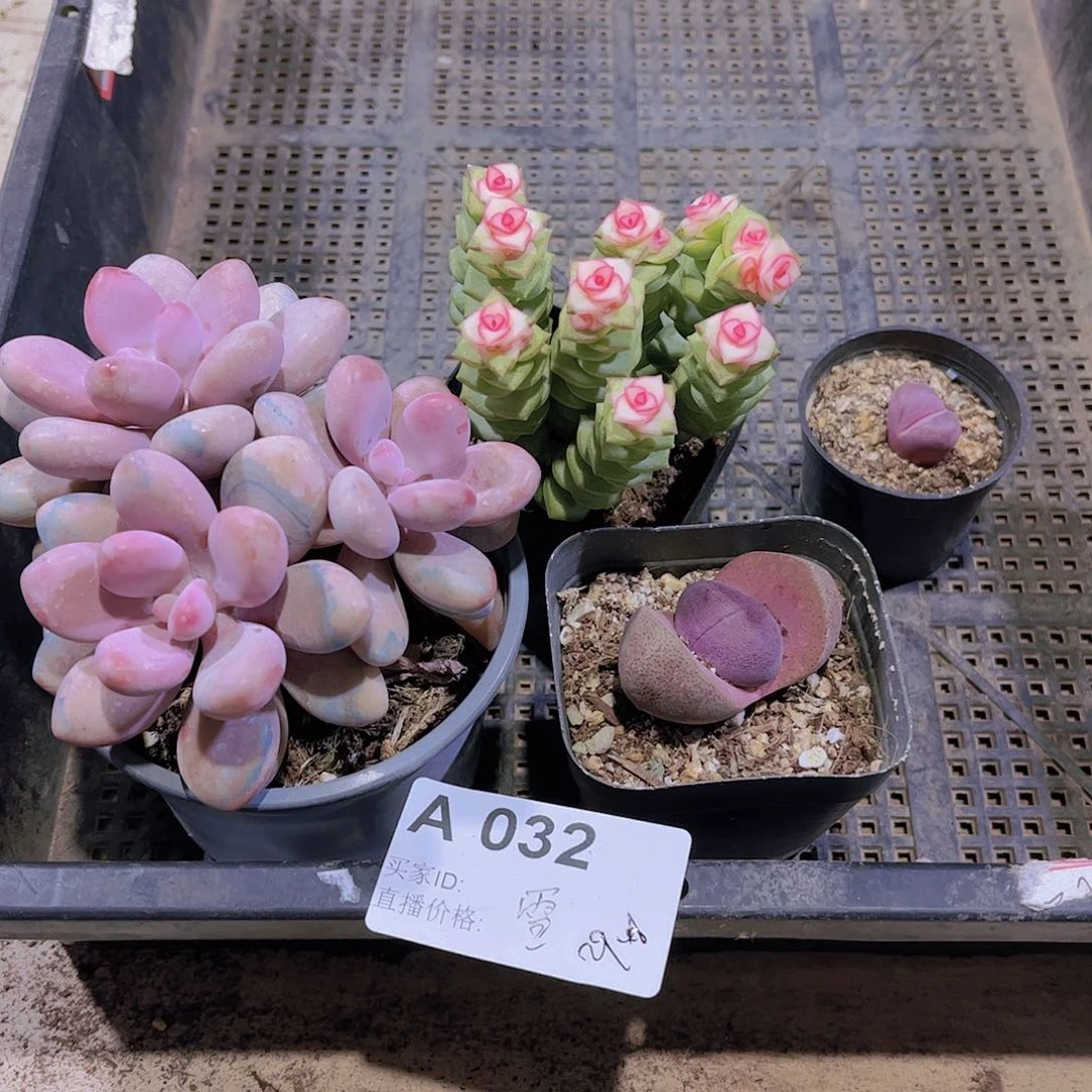 多肉032多肉植物