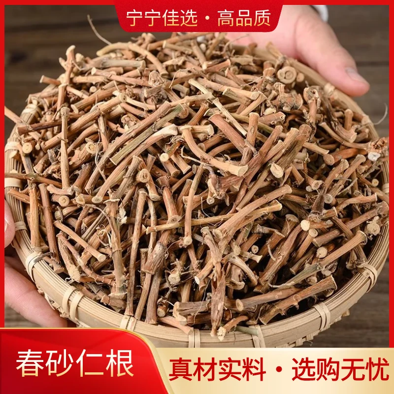 春砂仁根正宗阳春特产晒干砂仁根广东煲汤煮水新鲜干货农家自晒