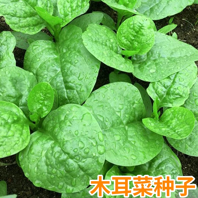 籽种大叶木耳菜种子四季阳台盆栽种子种植易活