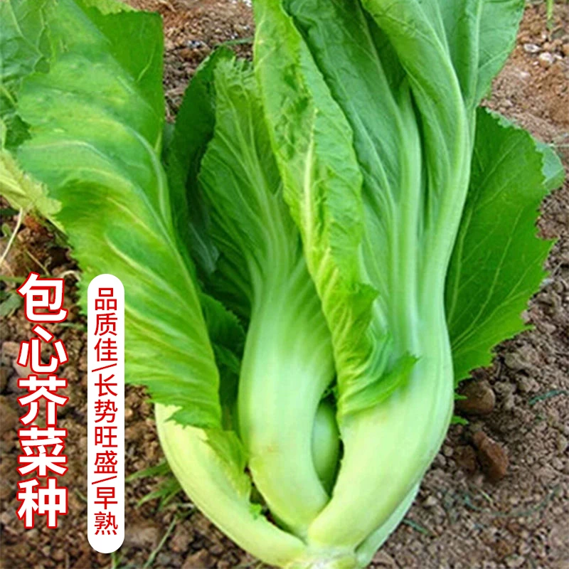 籽种四季大叶包心芥菜种子高梗青种籽包心甜菜种籽蔬菜