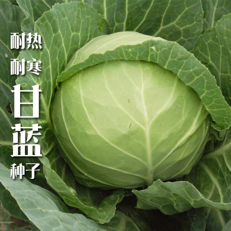 籽种甘蓝种子大全/牛心甘蓝/紫甘蓝/绿甘蓝蔬菜种子种植