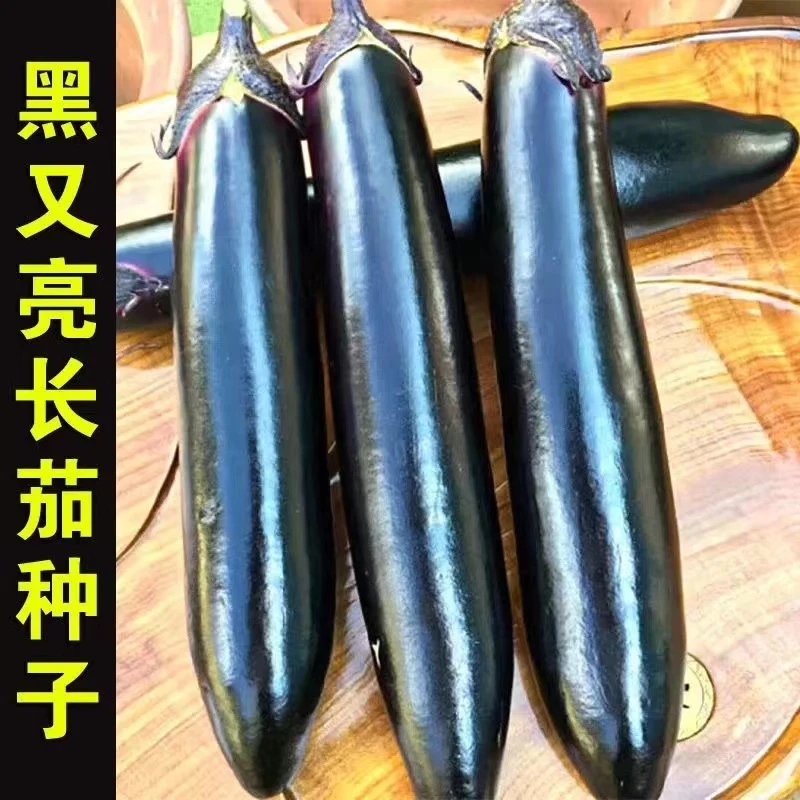 籽种快圆茄种子/绿长茄子、黑又亮长茄家庭种植自然生长