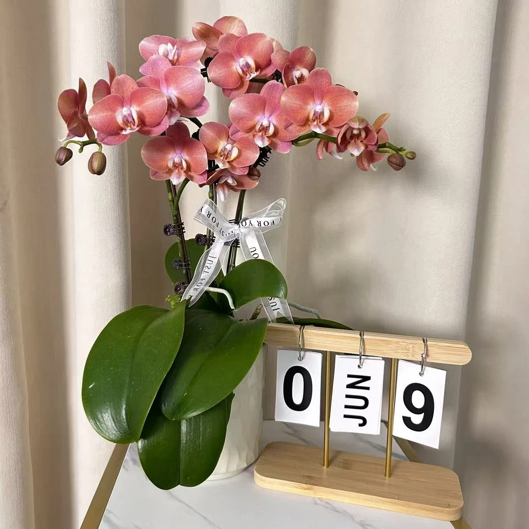 蝴蝶兰《鲑鱼》欧洲引进高级渐变色系花花