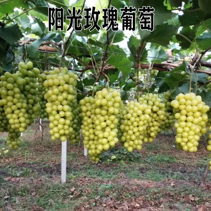 新品种特大葡萄树苗爬藤南方北方种植早熟阳光玫瑰葡萄苗当年结果