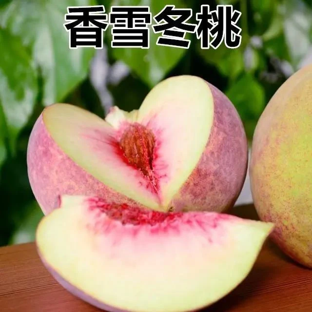 新冬桃品种特大晚熟香雪冬桃嫁接桃树苗当年结果极晚熟冬桃苗珍品