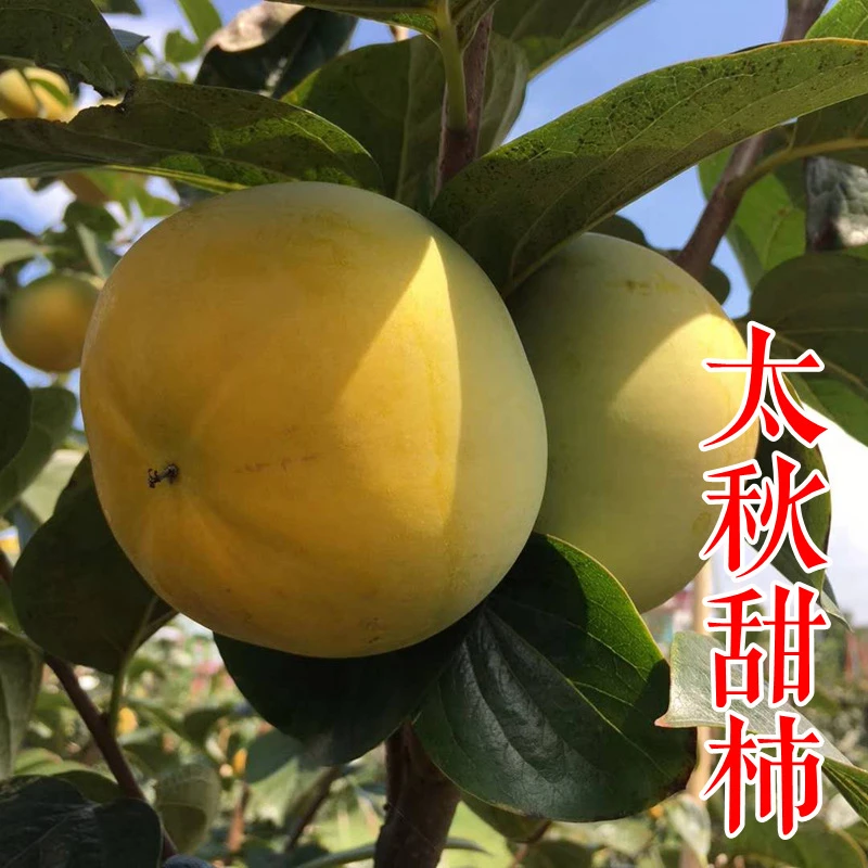 太秋甜柿子树苗脆甜无酸南北方栽植盆栽地址当年结果柿子苗
