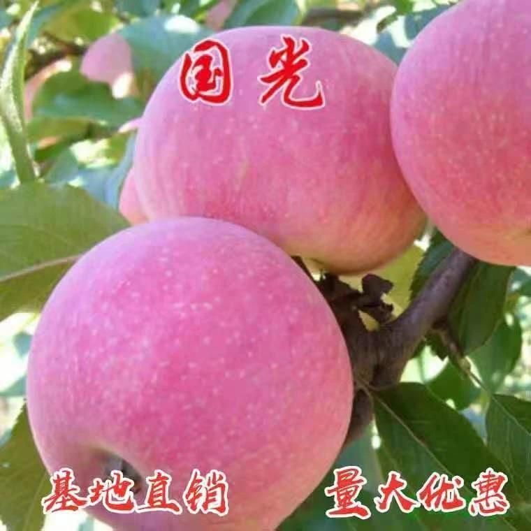嫁接苹果树苗国光苹果树苗国光糖心小苹果树苗南北方种植当年结果
