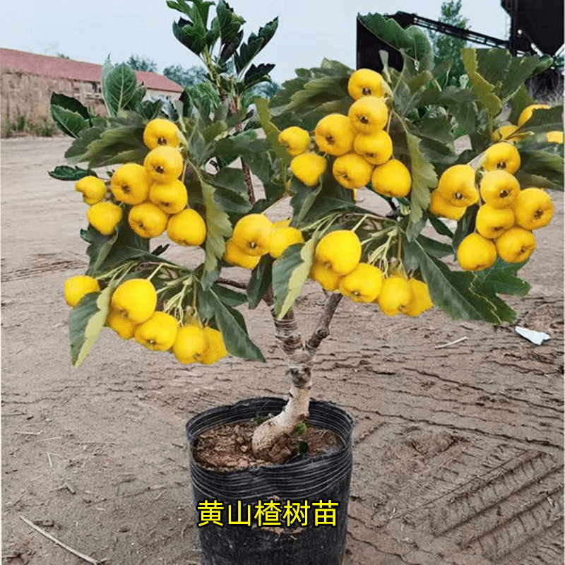 正宗黄金豆黄山楂树苗甜山楂大金星树嫁接山楂苗南北简单好养耐寒