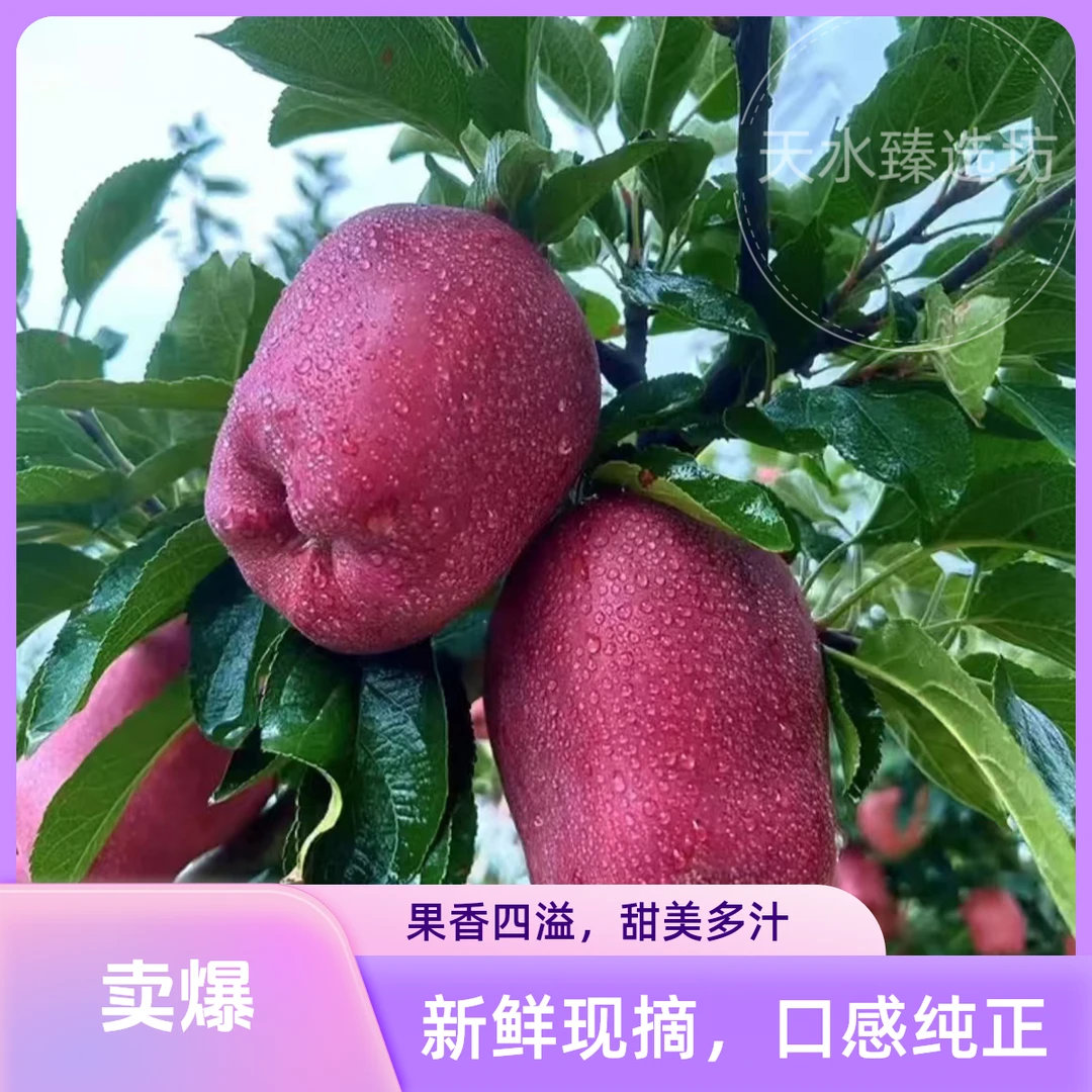 【正宗天水花牛苹果】宝宝刮泥粉面脆甜正宗甘肃蛇果应季水果现摘