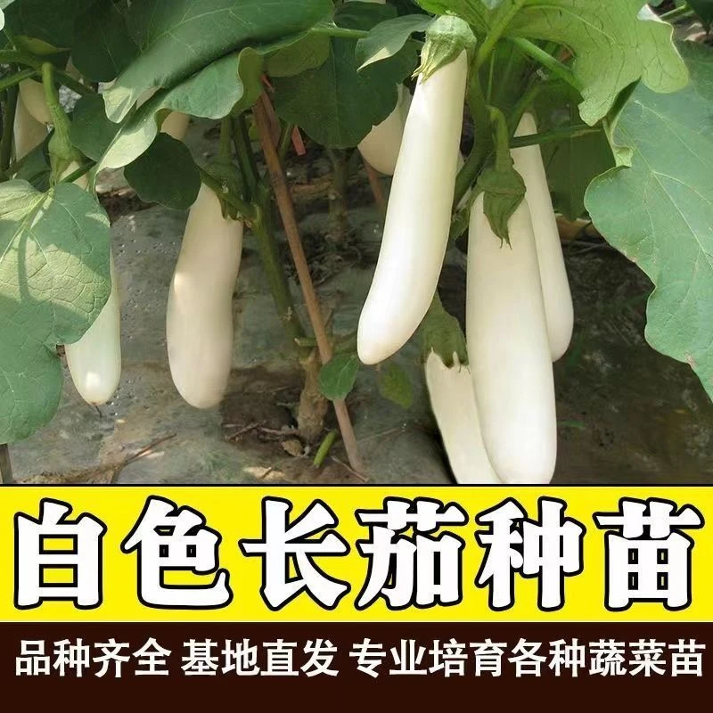 白雪公主长茄种苗白色茄子苗鸡蛋茄秧苗绿柄黑茄圆茄子苗蔬菜种苗