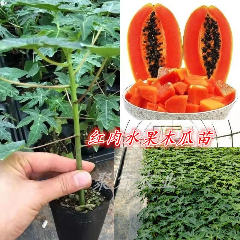 新品种果苗红肉水果黄金木瓜苗四季矮化大青红心木瓜树苗南方种植