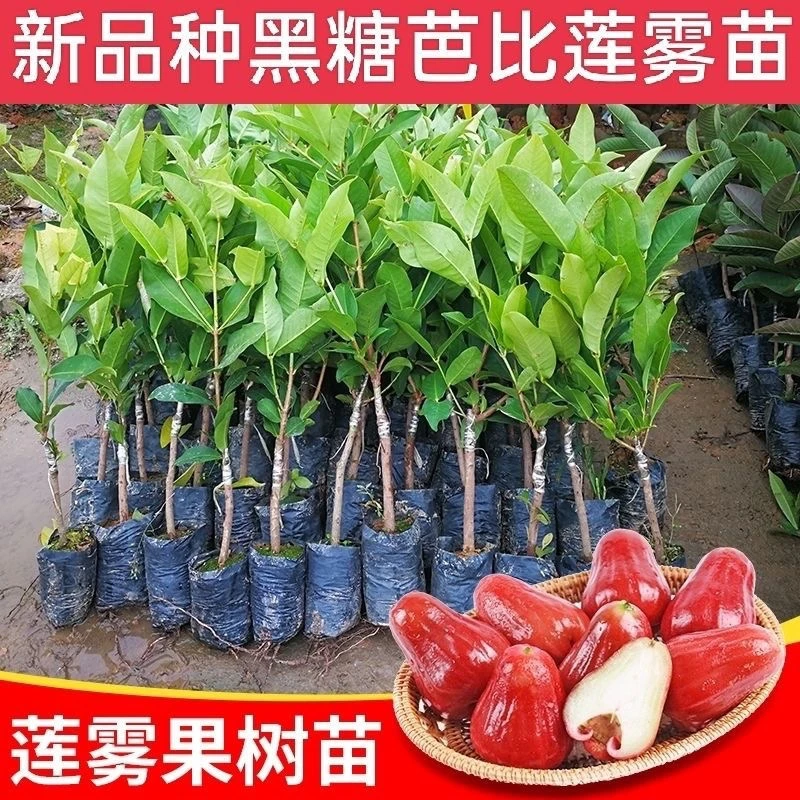 新品黑糖芭比莲雾果树苗嫁接苗大叶红果苗黑珍珠飞弹黑金刚莲雾苗