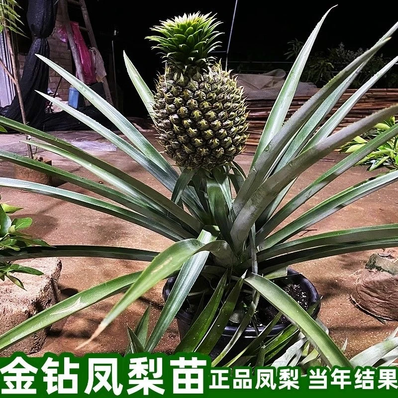 新品种台湾金钻凤梨苗大果纯甜菠萝凤梨树苗有根地栽盆栽种植果树