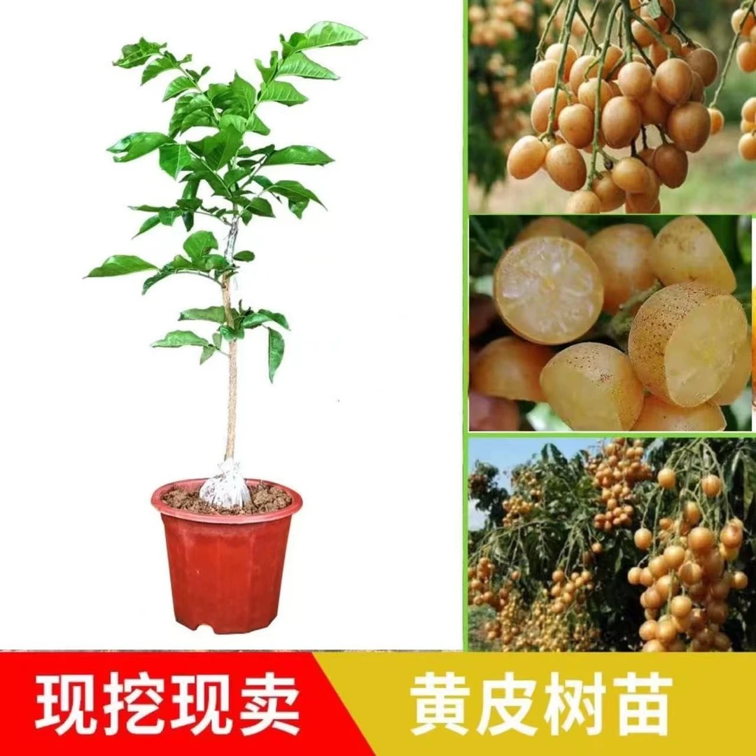 黑黄皮果树苗 贵妃紫肉 无核正宗嫁接果苗南方盆栽地栽庭园可种植