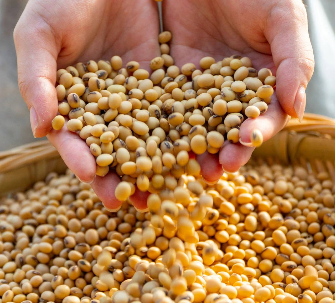 农家自种黄豆打豆浆专用新鲜阳光颗粒营养饱满种植精选产地直发