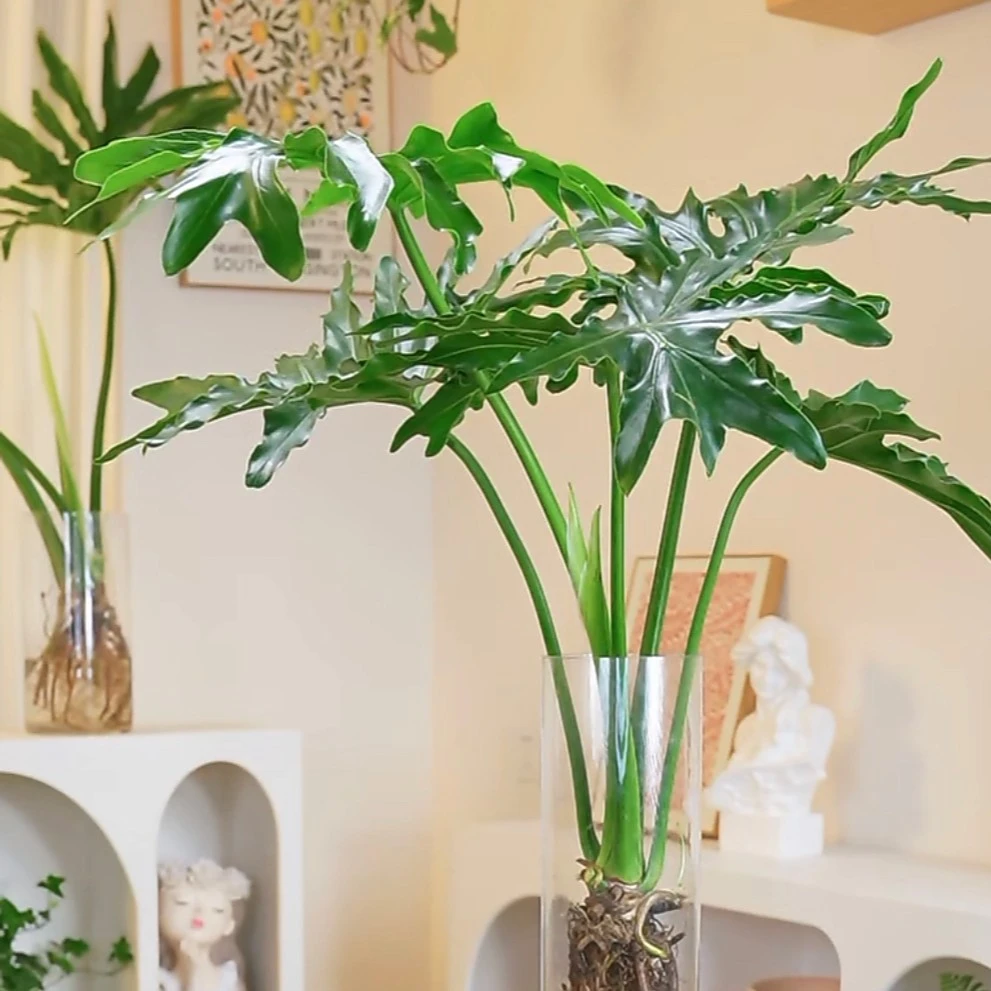 老桩龙鳞春羽水培植物盆栽室内办公室桌面水养鱼缸造景大叶绿植