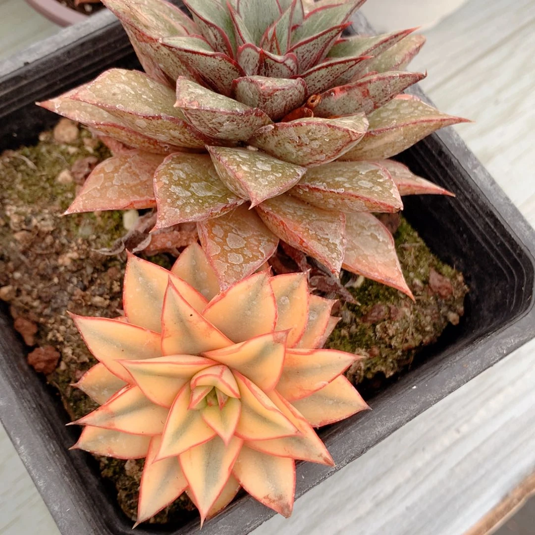 麒麟座锦多肉植物锦