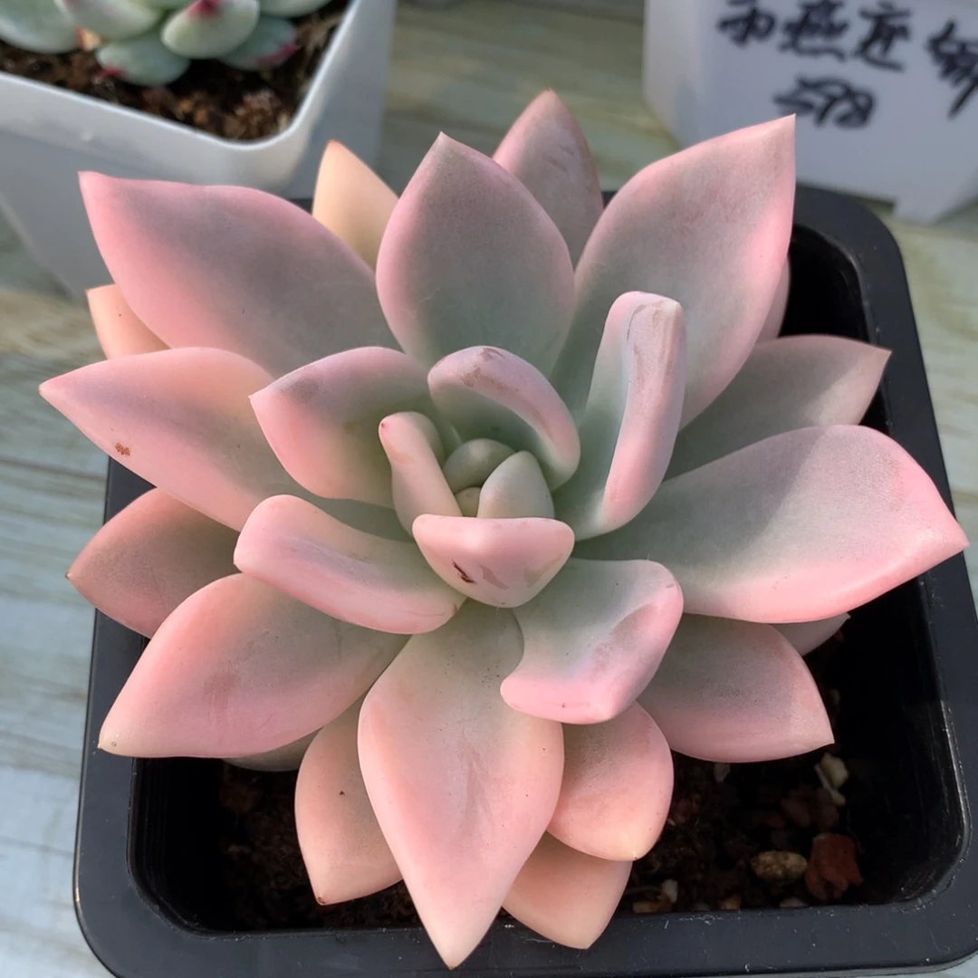 奥普锦植物多肉锦