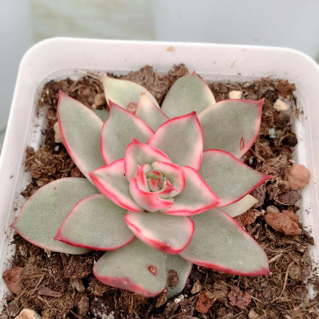 吉赛尔锦植物多肉锦