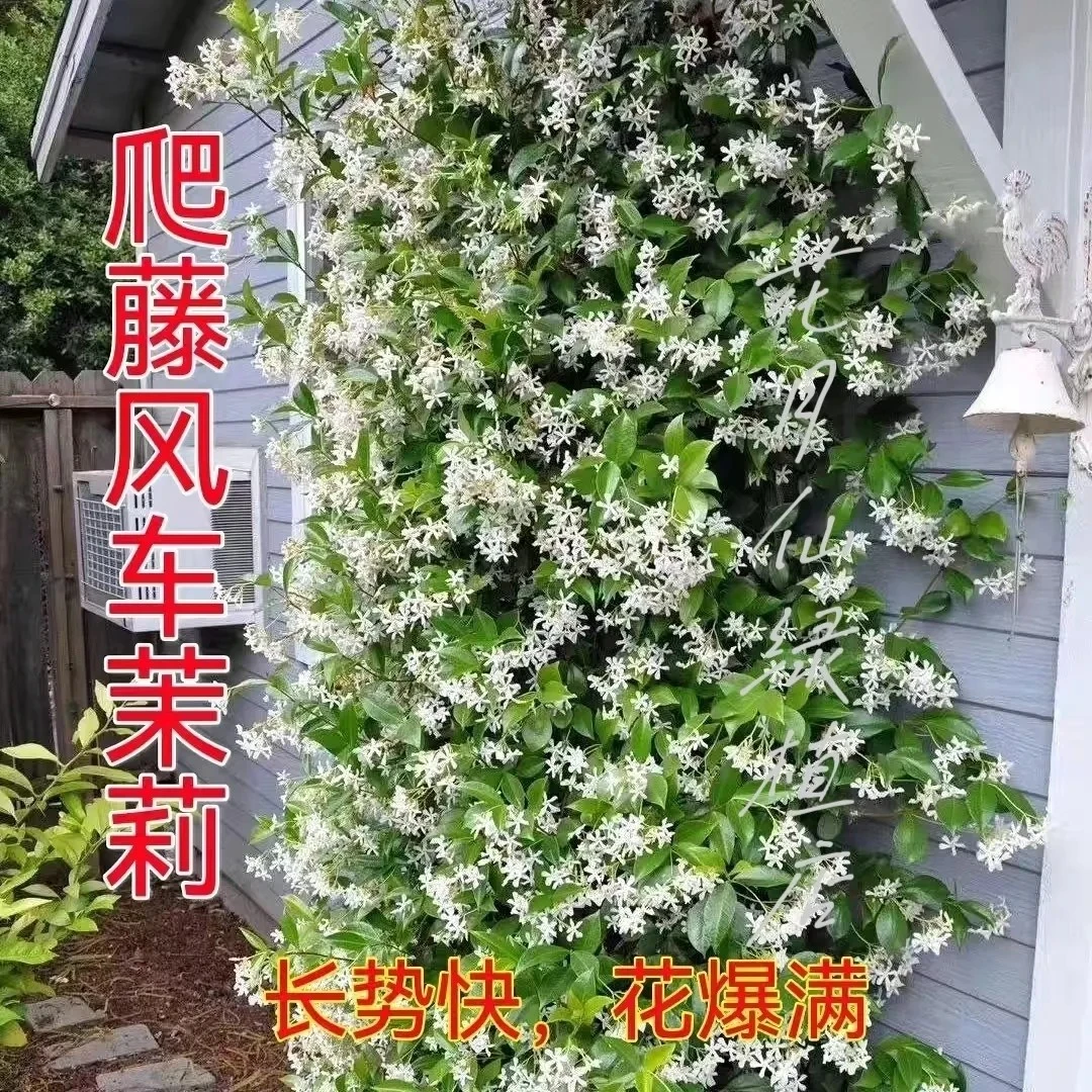 风车茉莉花盆栽大苗爬藤耐寒耐热阳台庭院植物四季常长青浓香花卉