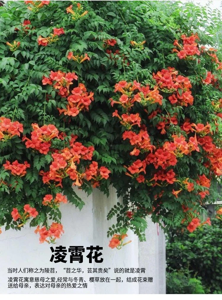 凌霄花爬藤花卉耐寒耐热