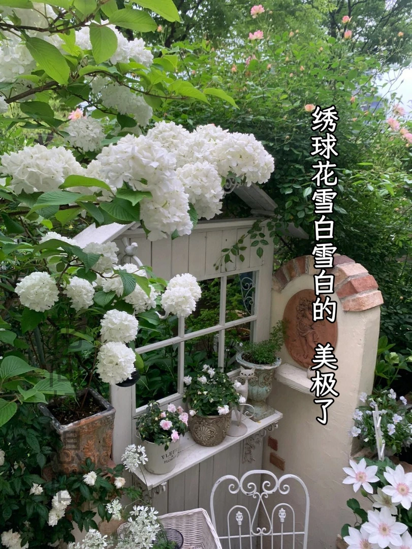木本麻叶绣球花树苗老桩绣球树庭院花园四季风景树室外耐寒植物