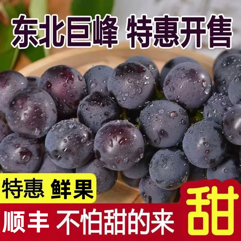 顺丰包邮东北巨峰甜葡萄新鲜孕妇水果1斤/2斤/3斤4斤/5斤廖峰葡萄