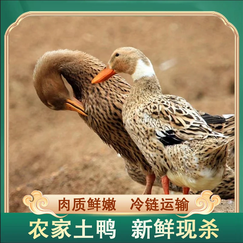 【云儿】农家放养100天土鸭仔鸭 肉质鲜嫩 净膛无舌 3只净重6斤
