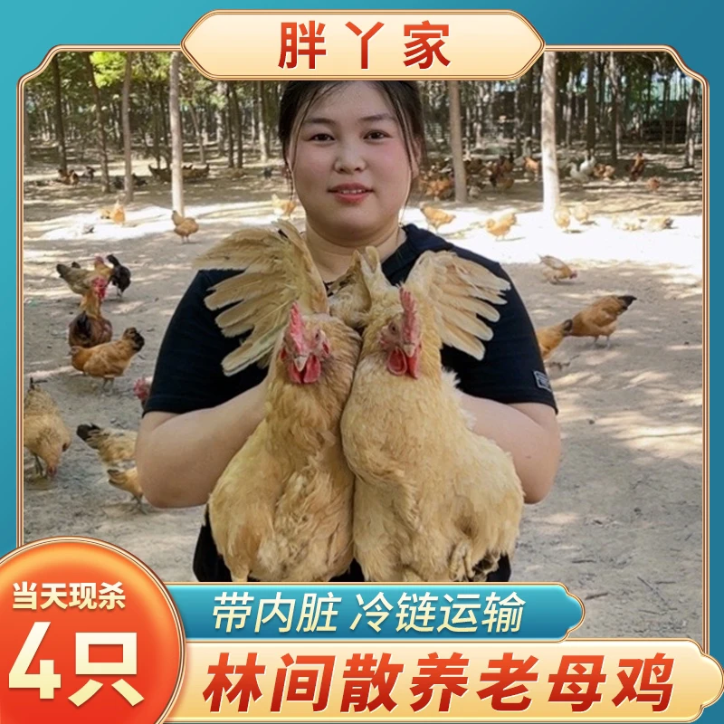 农家散养2年黄油老母鸡 带内脏 4只净重8斤（坏单包赔）