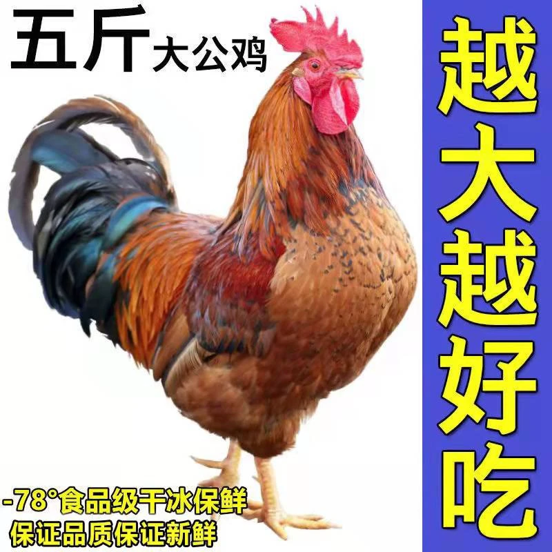 【果林散养】山东大公鸡 新鲜现杀 一只毛重7斤左右净重5斤