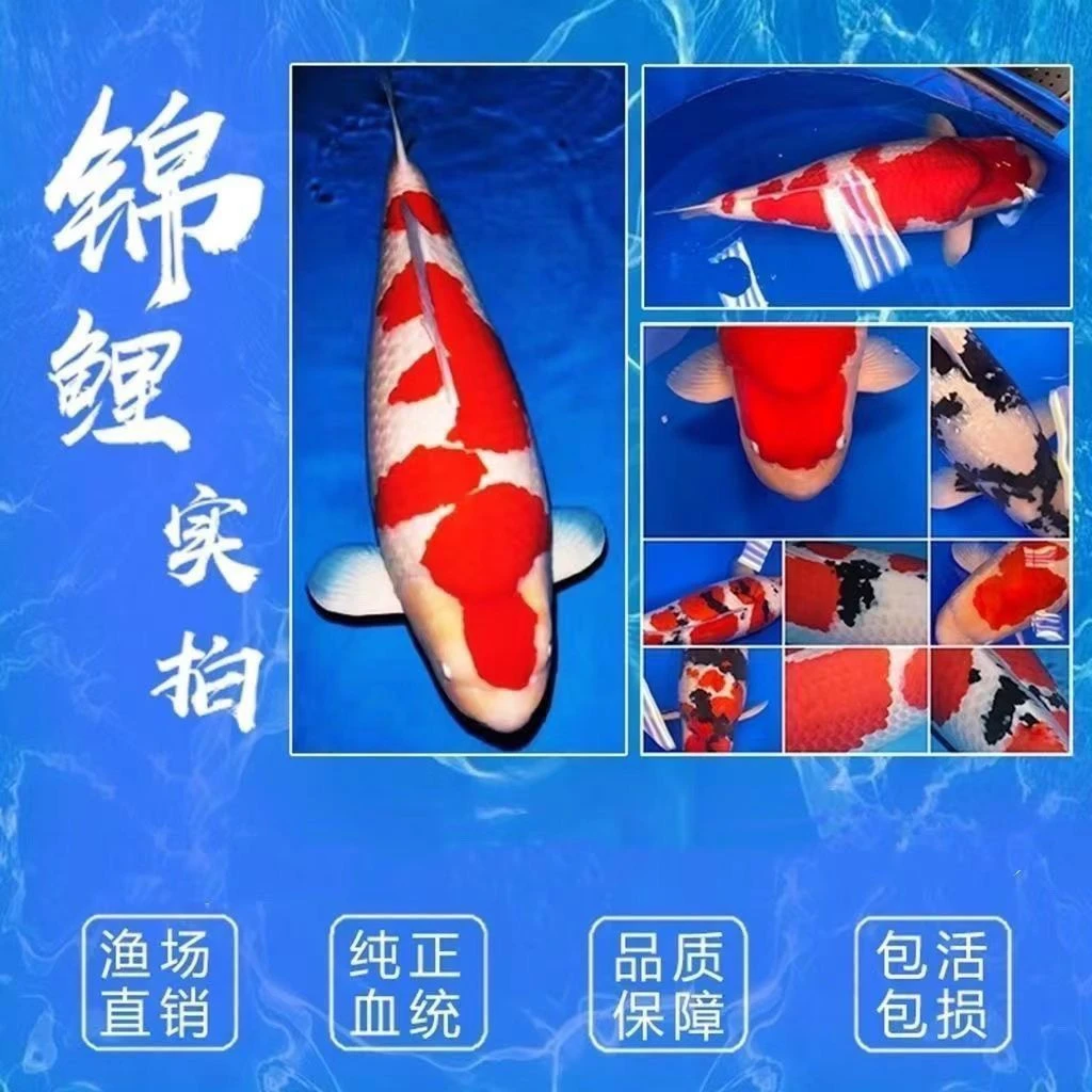 锦鲤血统纯正活鱼大正三色红白黄金招财冷水耐活好养观赏鱼