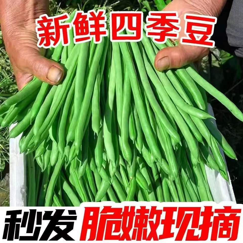 新鲜现摘四季豆基地直发湖北天门应季蔬菜长扁芸豆