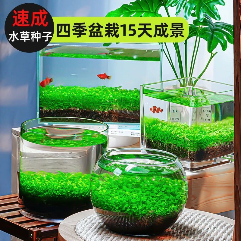 【6.9元3000粒】水草种子水中造景养鱼水培快速成景生态水草大对叶