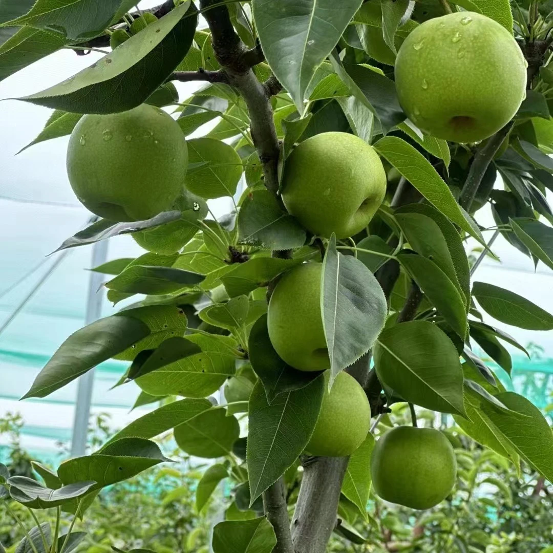 霍邱临水蜜梨 脆甜多汁 5斤装