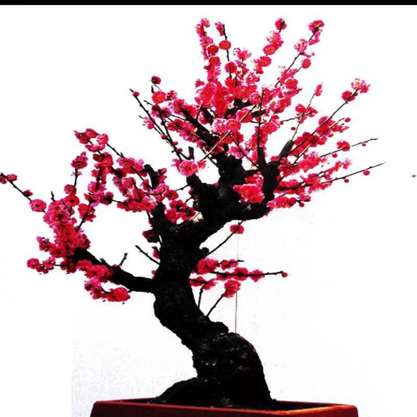 梅花盆景-南北方适合种植【一物一拍】