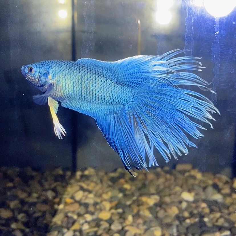 直播间对图一鱼一拍改良国斗无纹蓝斗鱼