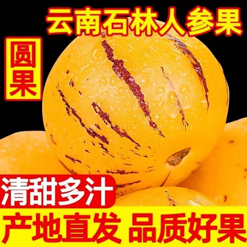 人参果新鲜云南石林现摘大果黄肉圆果树熟当季新鲜人参果产地直发