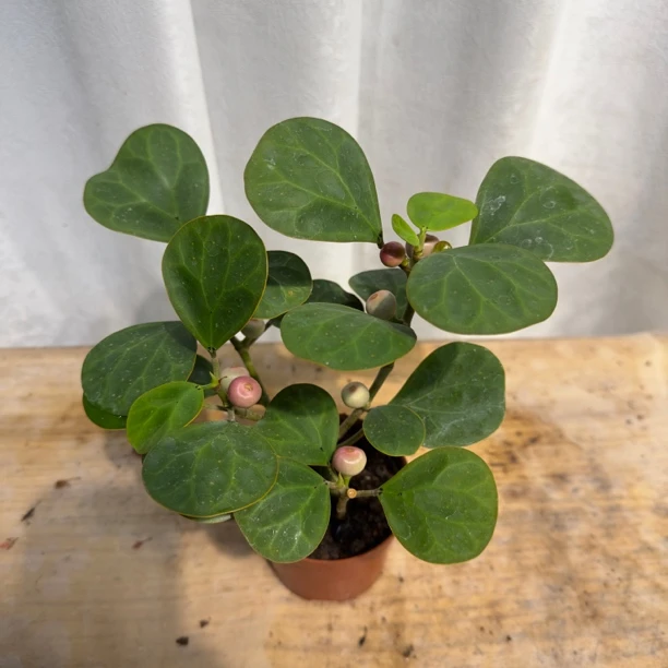 小盼菩提桌面绿植盆栽