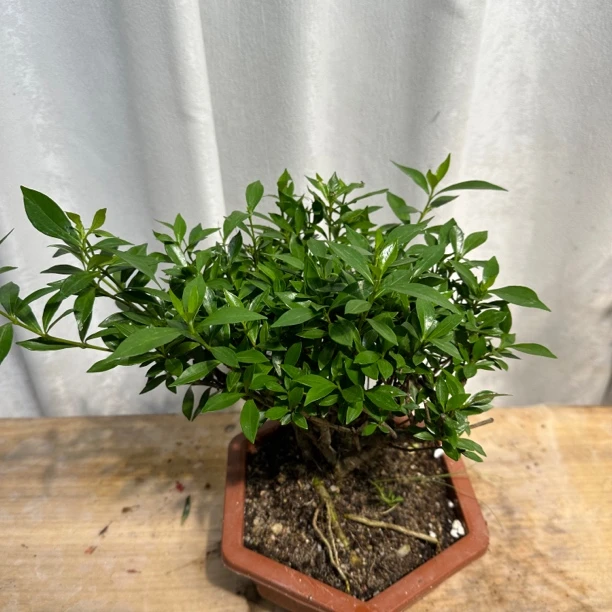 牡丹栀子花丛林老装