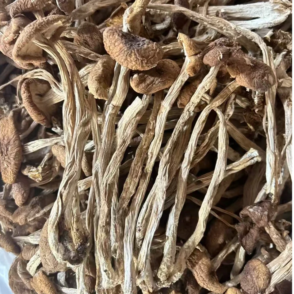 【茶树菇】农村茶树菇山货土货干货