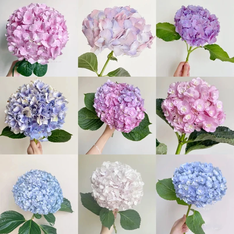 无尽夏绣球花鲜花云南直发八仙花紫阳花水培插花重瓣绣球绣球花