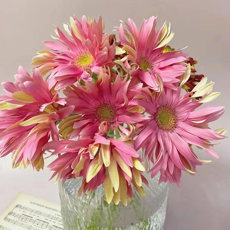 稀有弗朗花鲜花花束云南直发爱必达扶郎花水培插花非洲菊鲜切花