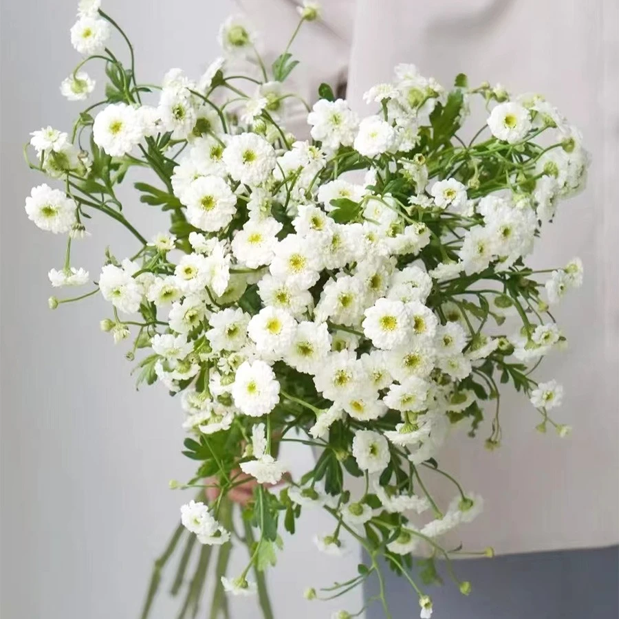 重瓣洋甘菊鲜花花束小女孩云南直发水培植物鲜切花德国洋甘菊插花