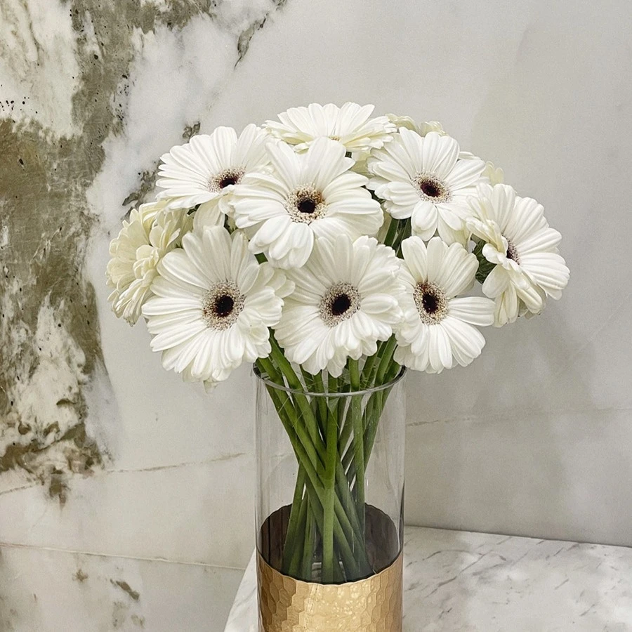 史努比弗朗花鲜花云南直发办公室室内水培植物插花扶郎花鲜切花