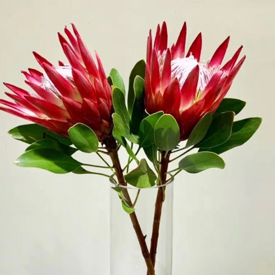 南非红帝王花鲜花水养家用桌面瓶插花直发鲜切花进口花材顺丰包邮
