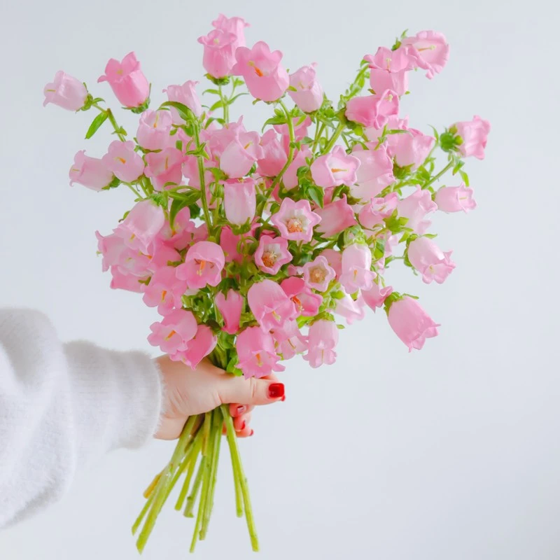 紫色风铃花鲜花云南直发小众花材家用水养插花风铃草鲜切花花束