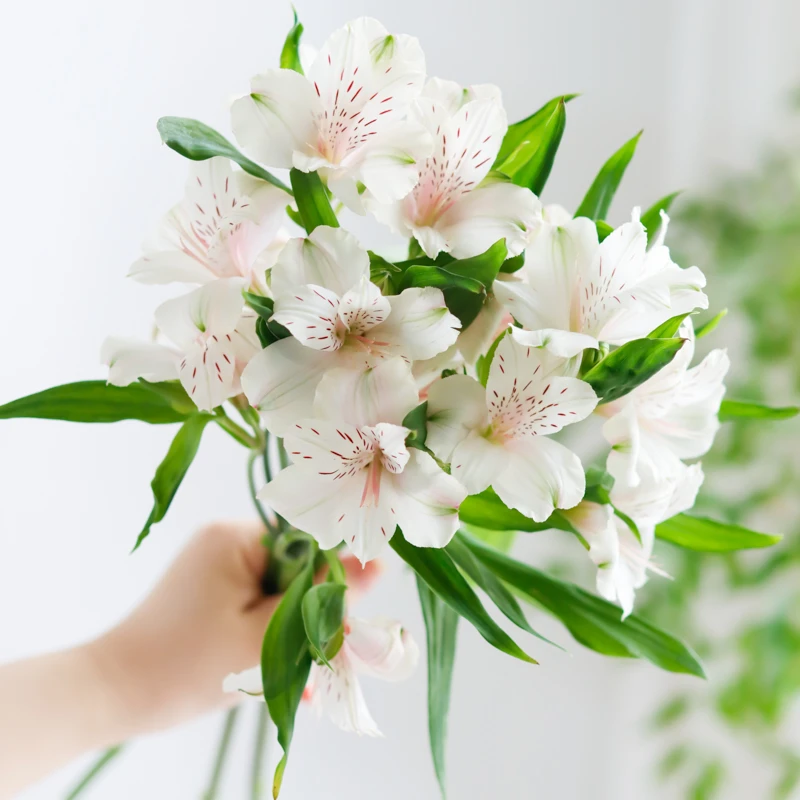 花然严品水仙百合鲜花家用水养鲜切花昆明直发插花花束百合鲜花