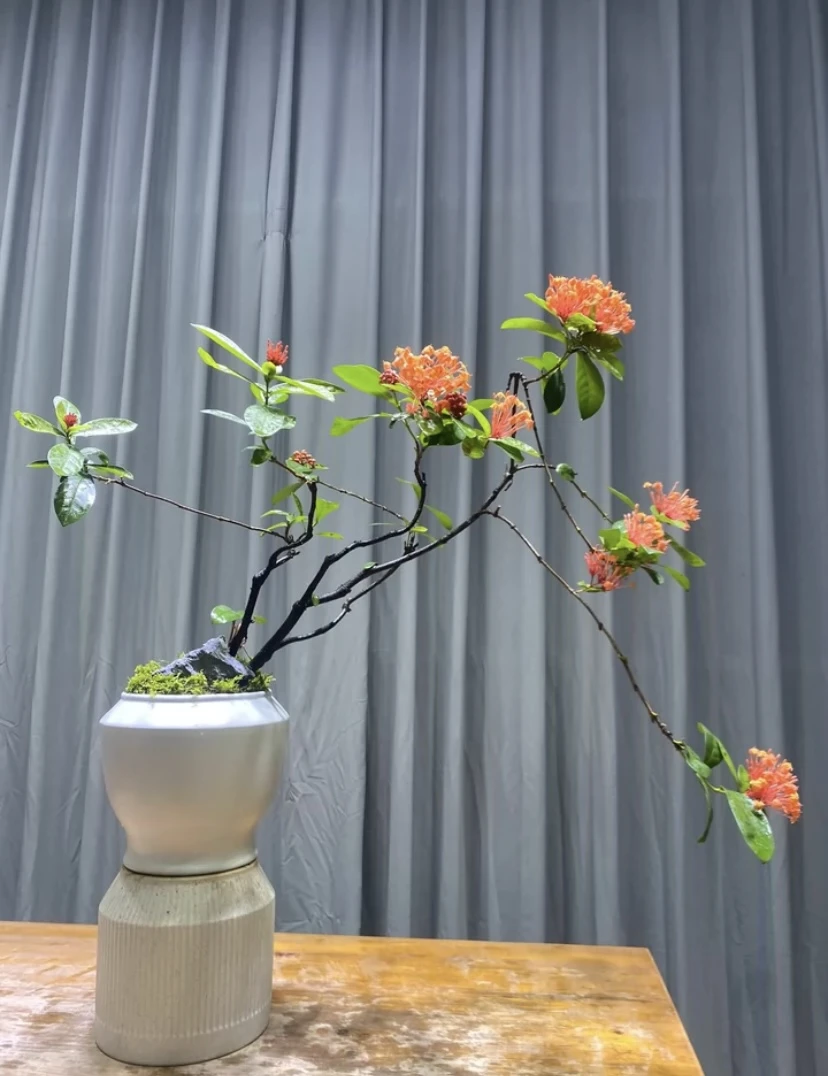 精品海岛龙船花绿植盆景（一物一拍）1号链接